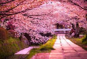 Ohanami, o la admiración de las flores de cerezo