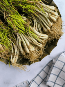 Fotografía de la cebolla china