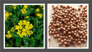 Se muestra la planta y las semillas de mostaza