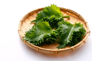 Shiso (perilla) especia originaria de Japón