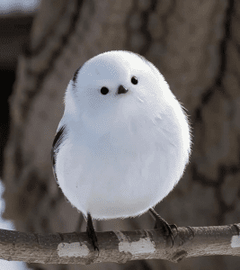 Abejaruco Shima-enaga Hokkaido