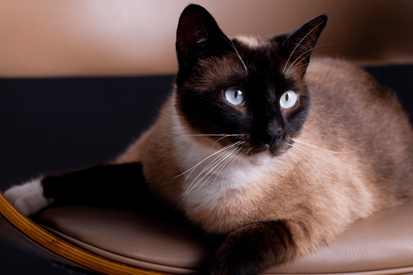 Is the Siamese Cat the Right Breed for You? - PetCloud